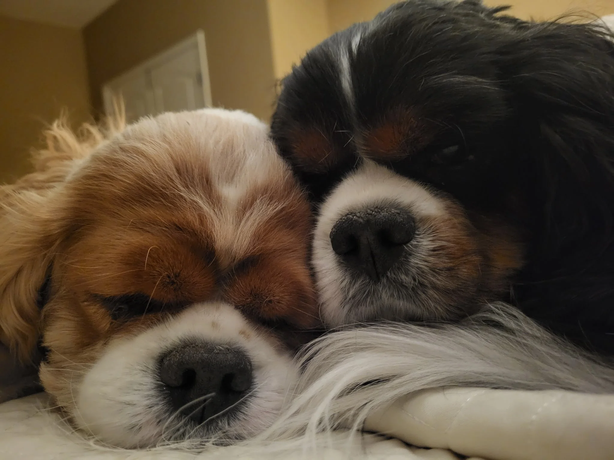 two dogs sleeping, one black and white, one red and white