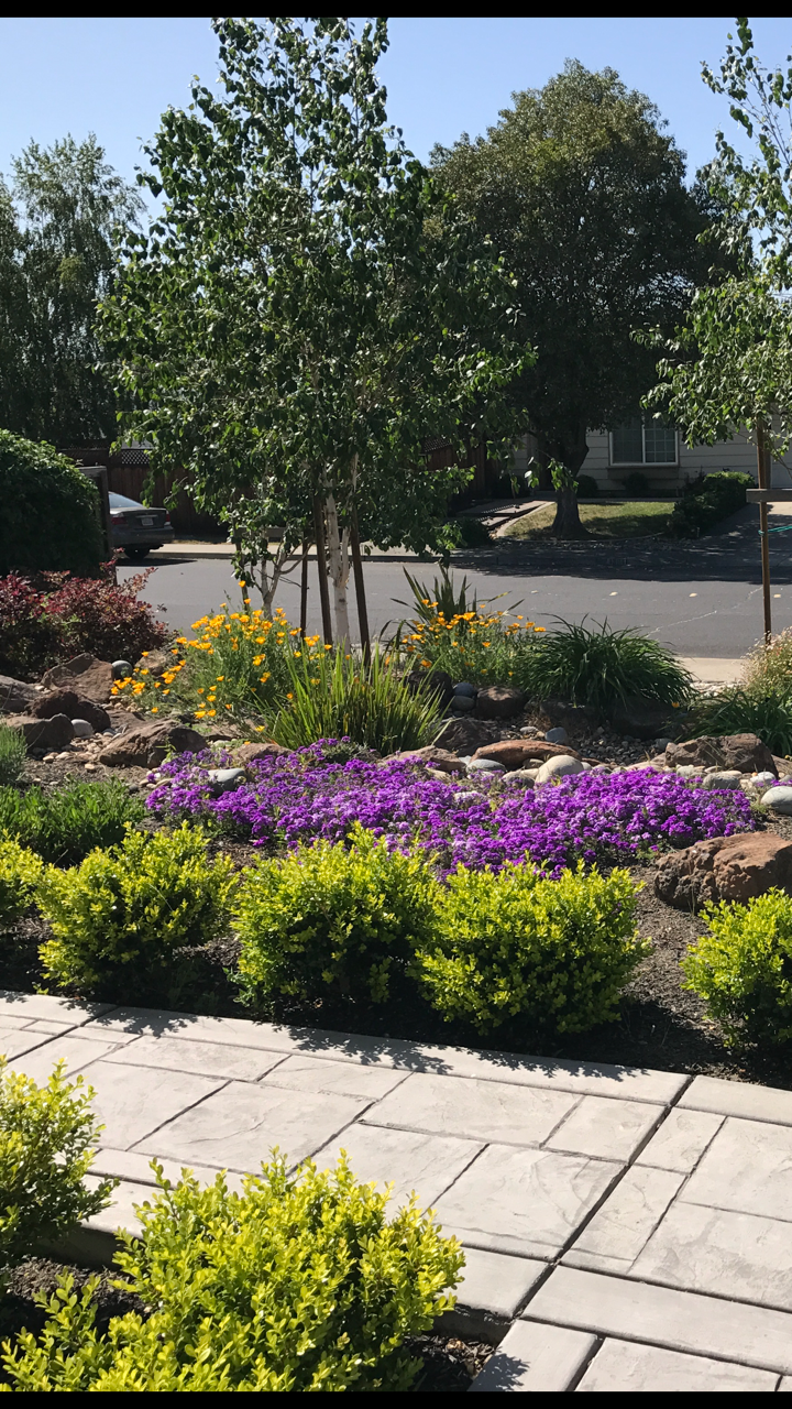 A landscaped garden in front of a house with trees and colorful flowers, including yellow, purple, and green shrubs, under a blue sky.