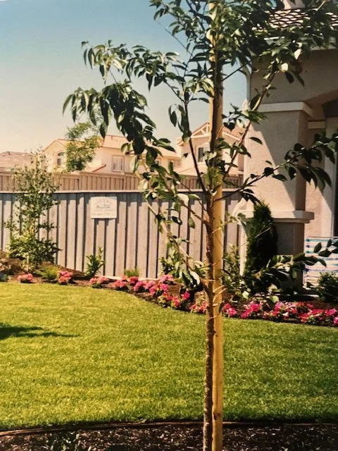 A young tree in a well-kept yard with a green lawn, pink flowers along the edge, and a residential house with a porch in the background.