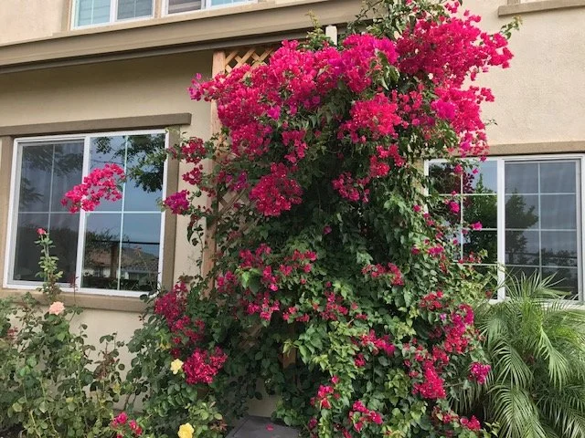A large pink bougainvillea plant climbing a wall outside a house, with windows and a house visible in the background.