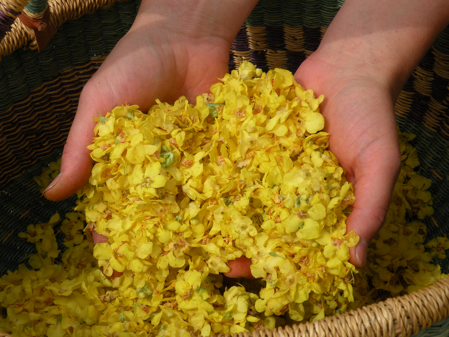 Hands holding yellow dried flowers over a woven basket.