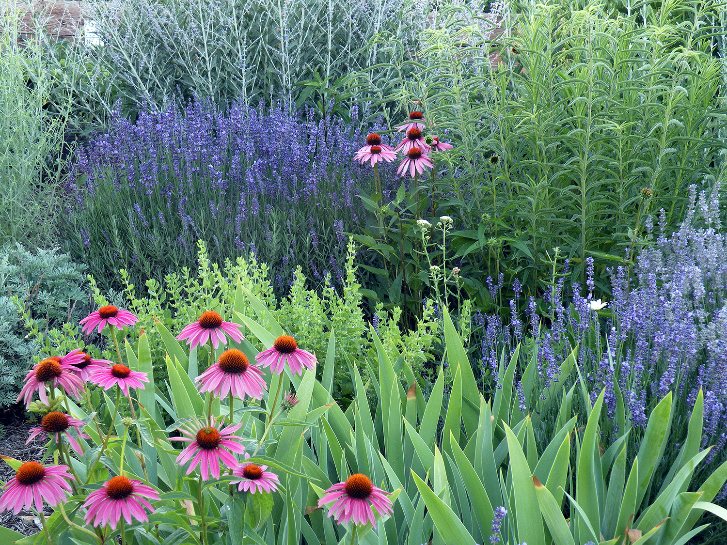 A colorful garden with pink coneflowers, purple lavender, and various green foliage.