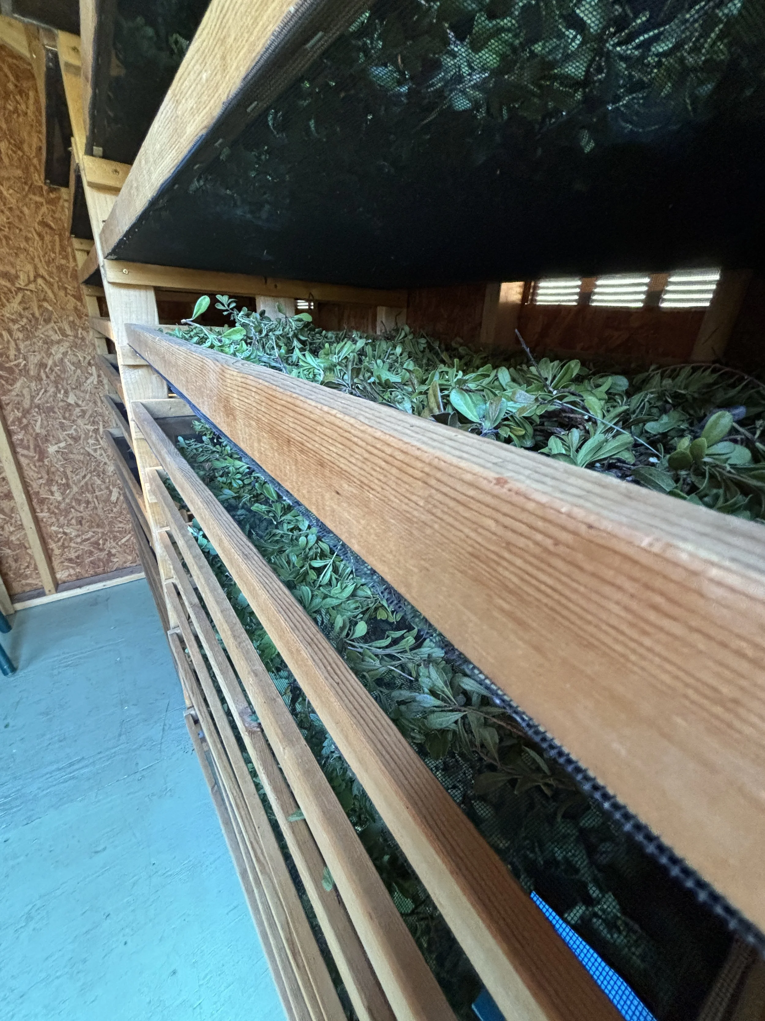 Indoor plant collection in wooden racks with mesh screens for growth, in a shed or greenhouse.