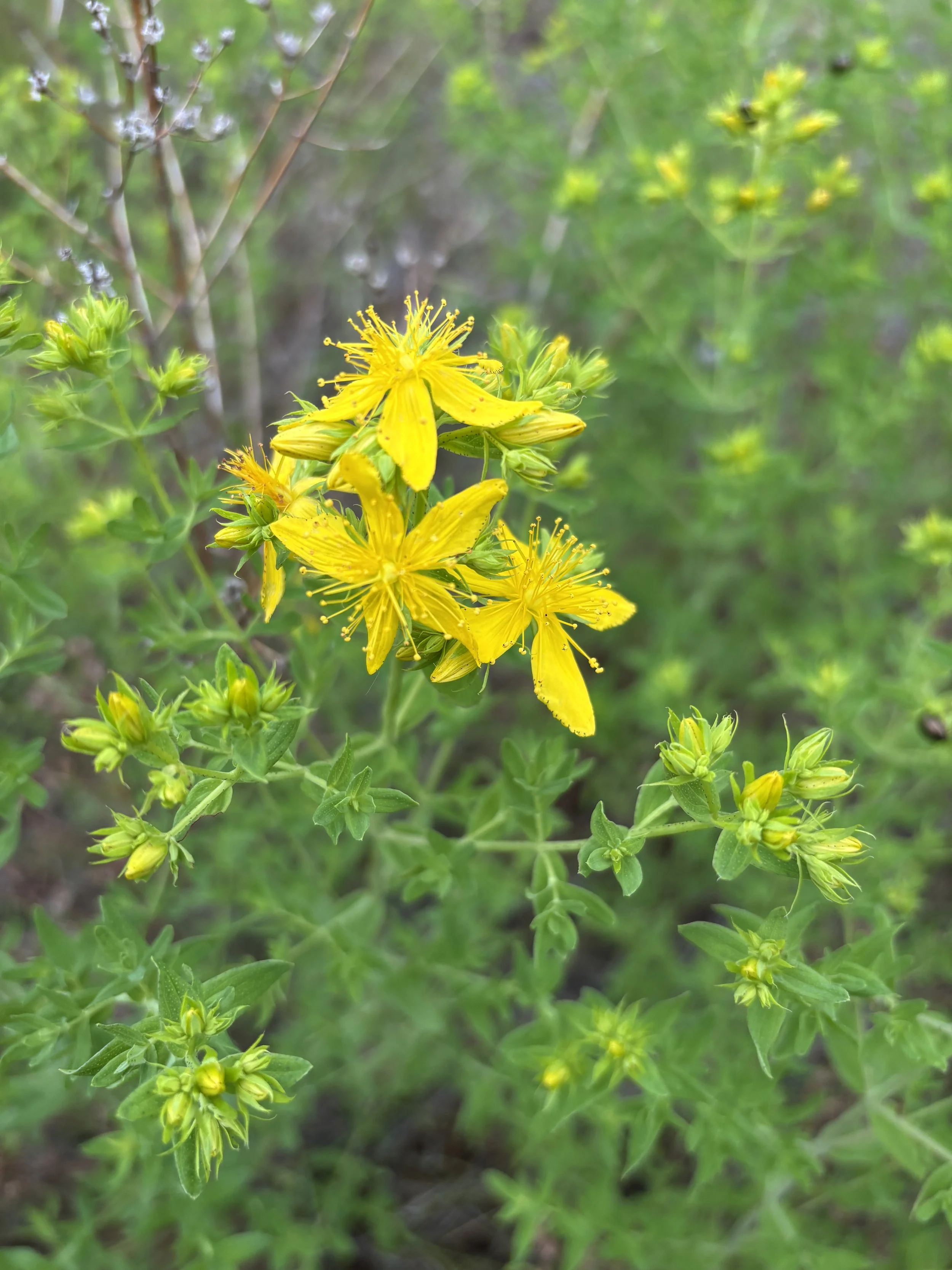 Yellow flowers blooming on a green plant in a natural garden setting.