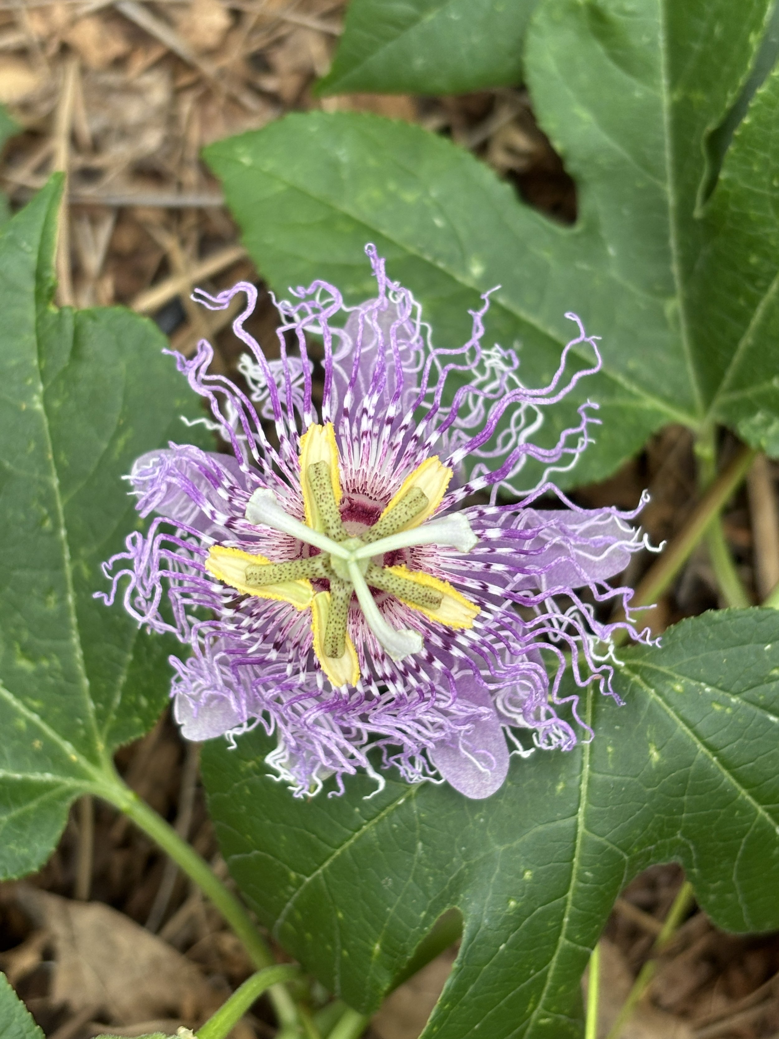Close-up of a purple and yellow passionflower with green leaves and brown ground in the background.