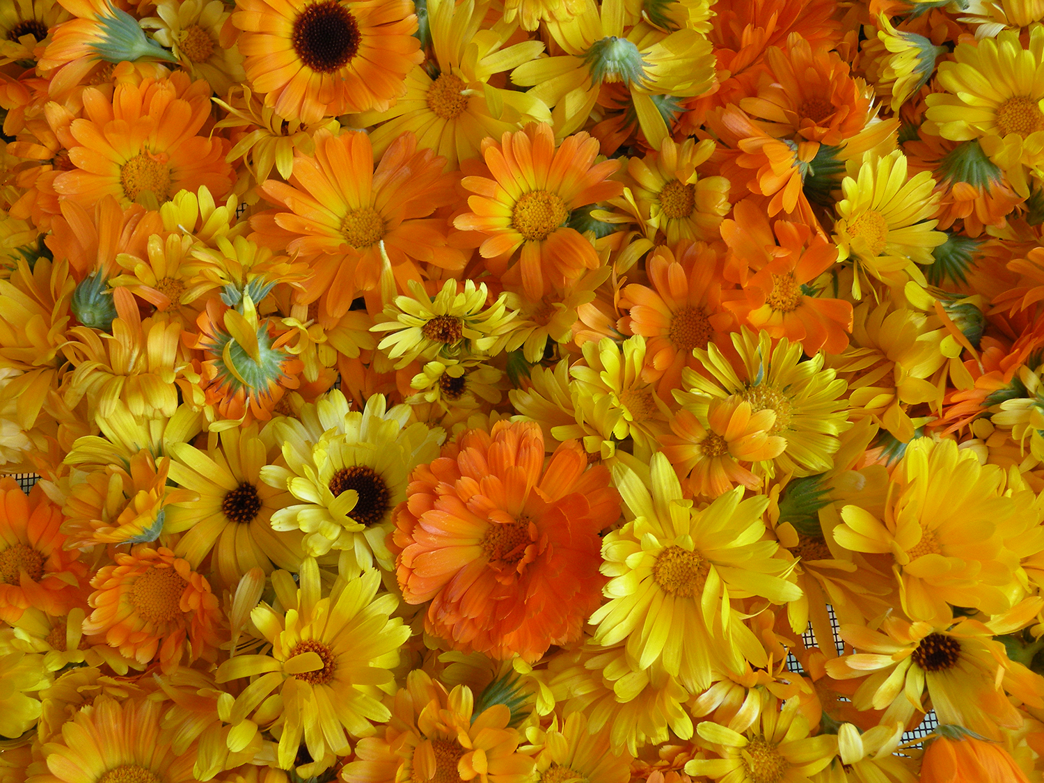 A dense arrangement of yellow and orange daisy flowers, some with dark centers, some with closed buds, creating a colorful floral display.