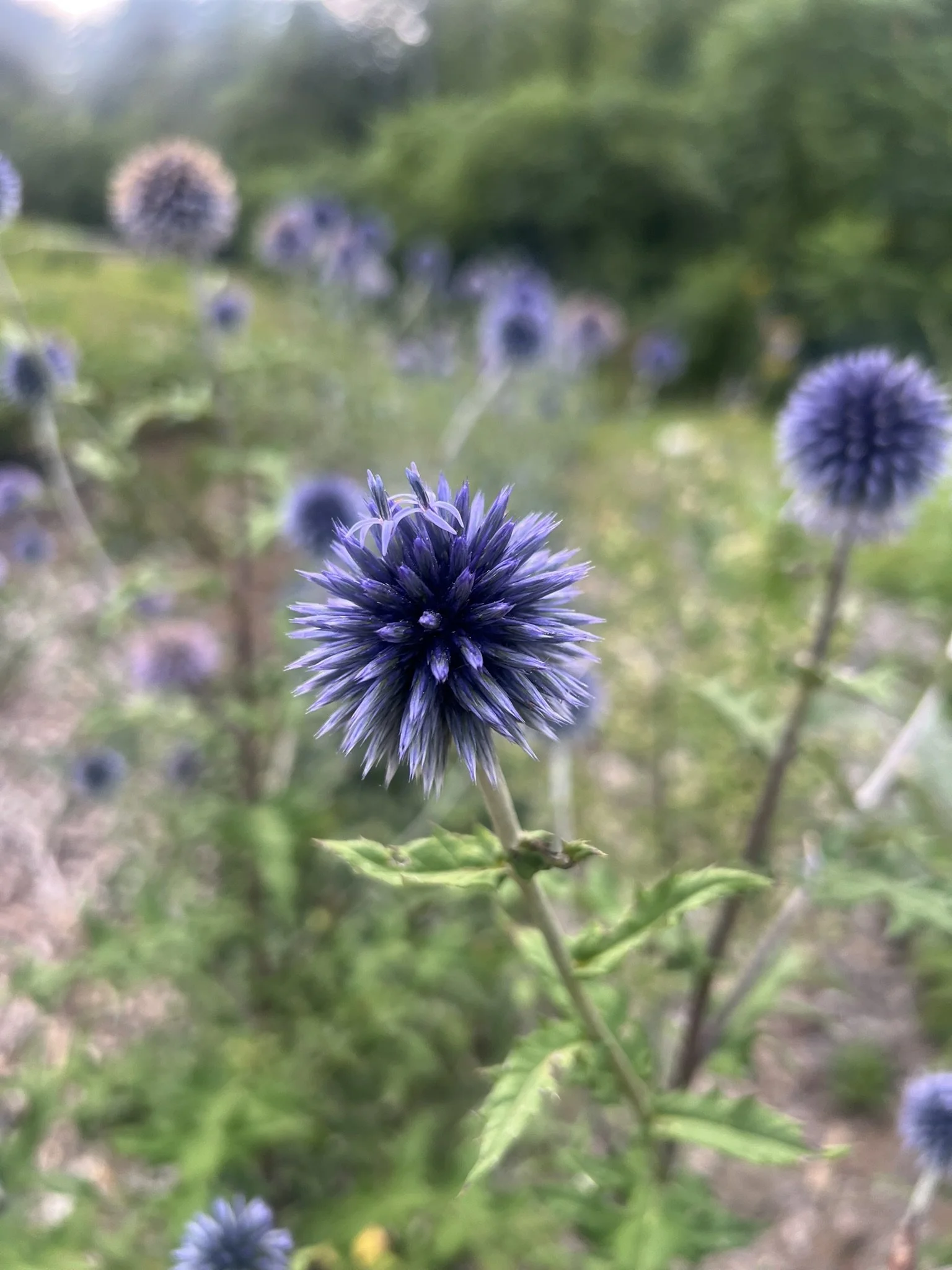 IMG_1036.JPEG