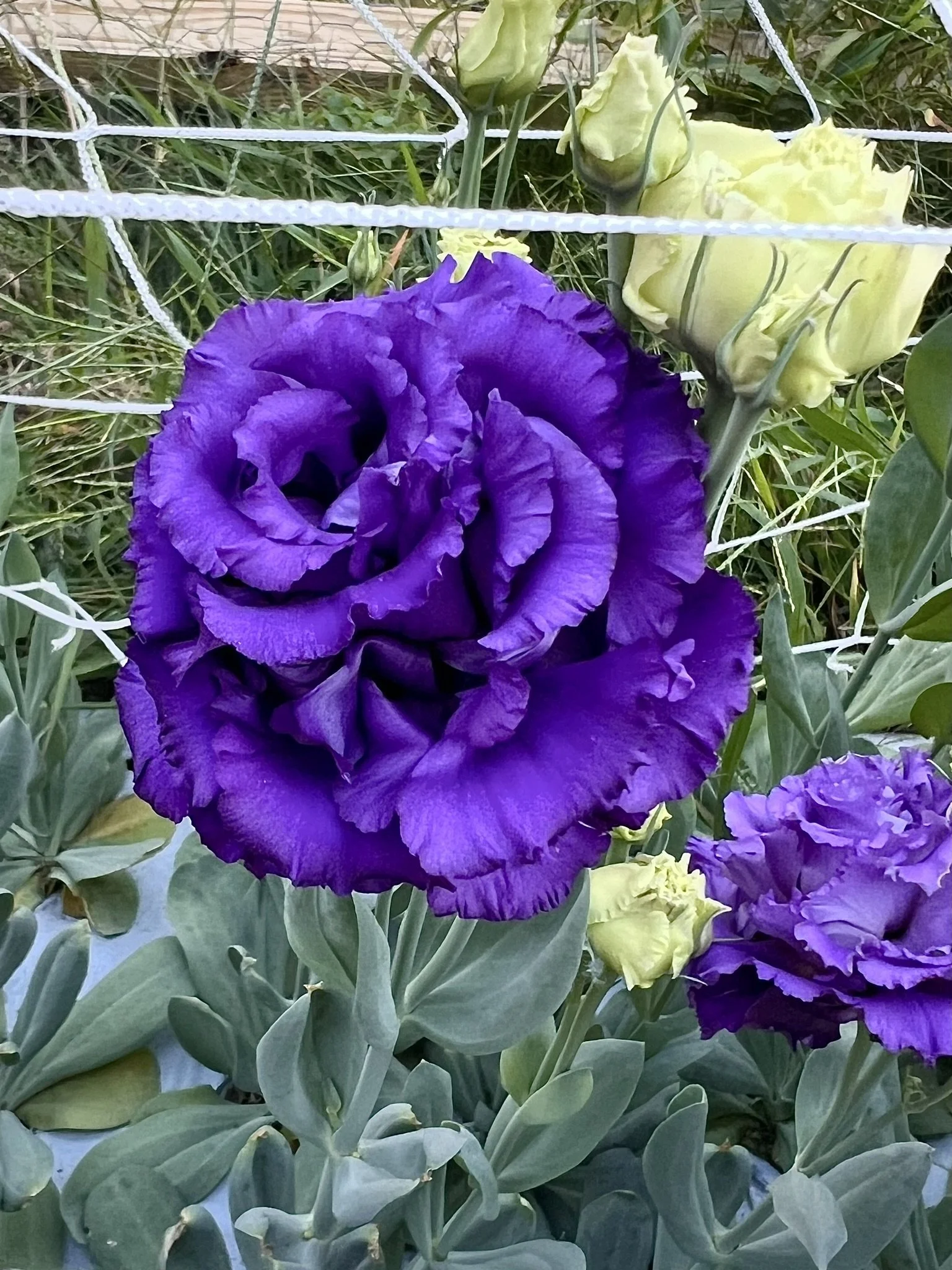 IMG_1302.JPEG