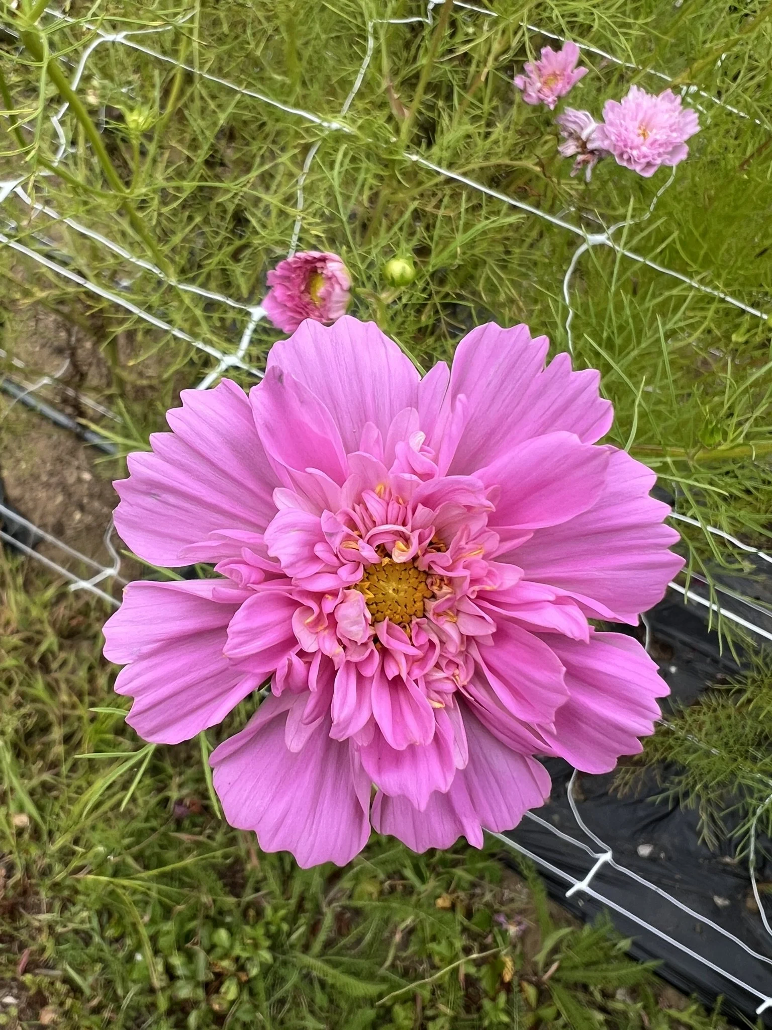 IMG_1245.JPEG