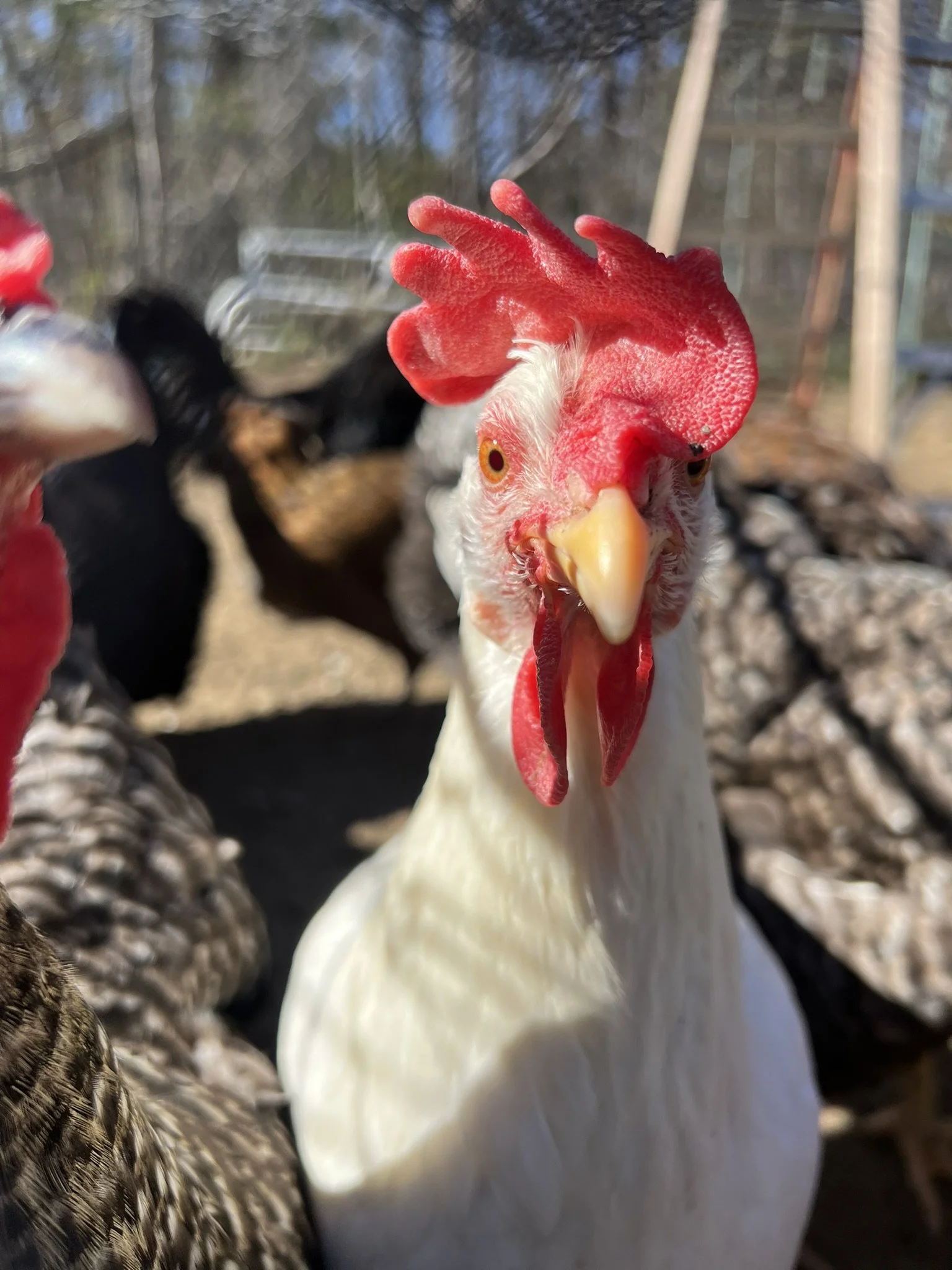 IMG_3088.JPEG