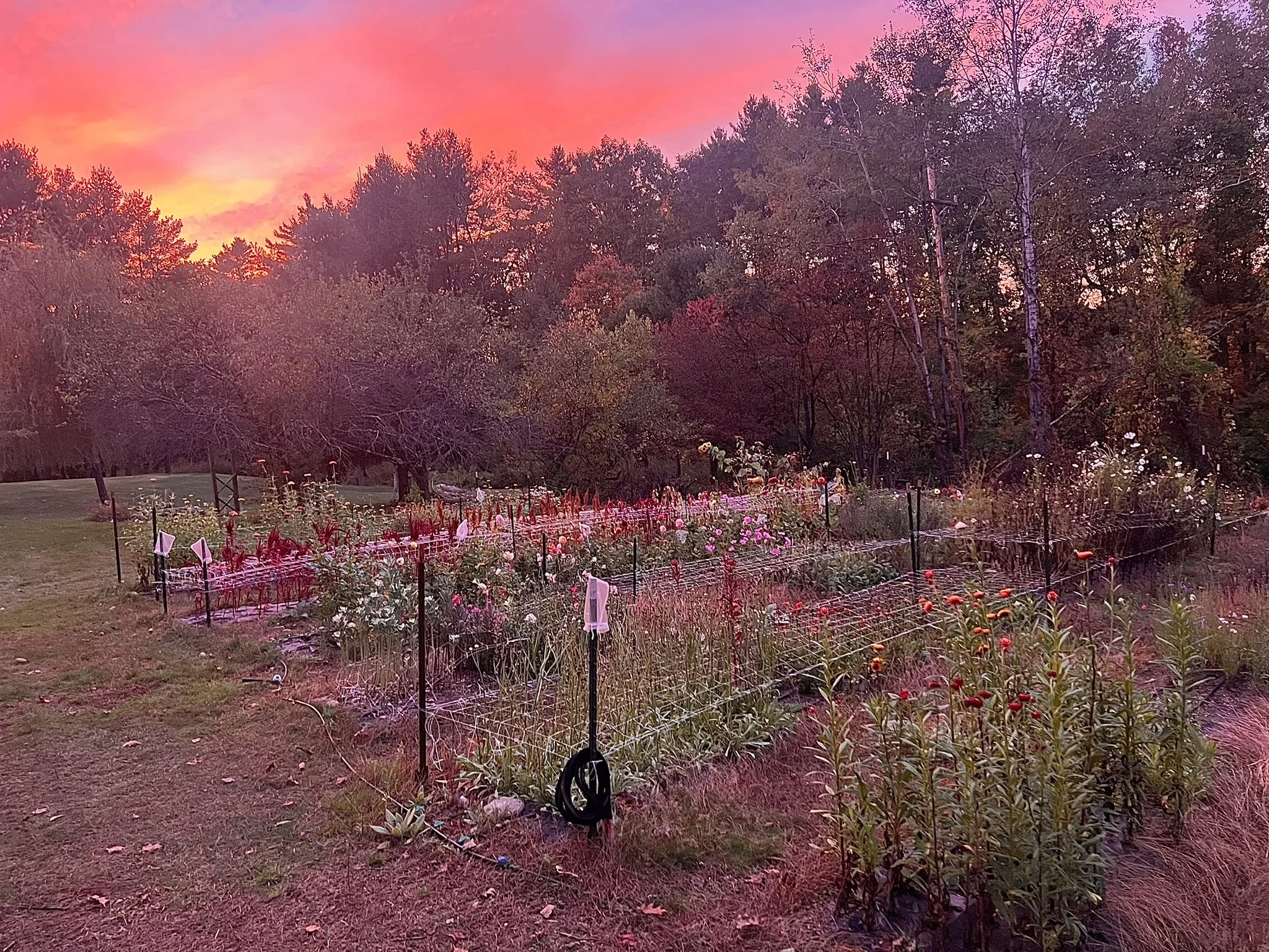 Sunset sky with pink and orange hues over a garden of flowers and trees.