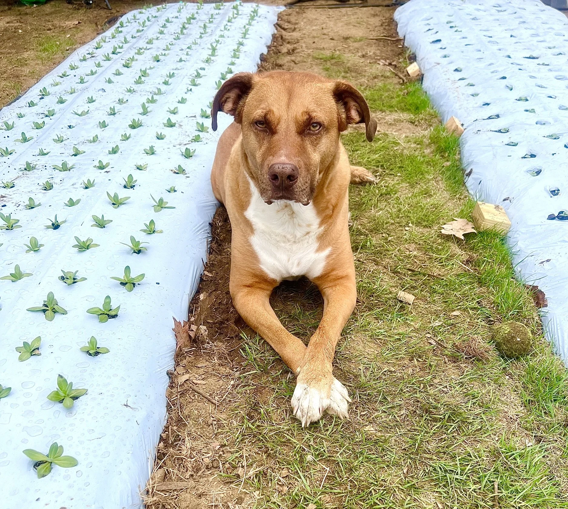 Dog lying in vegetable garden between rows of young plants covered with white plastic mulch.