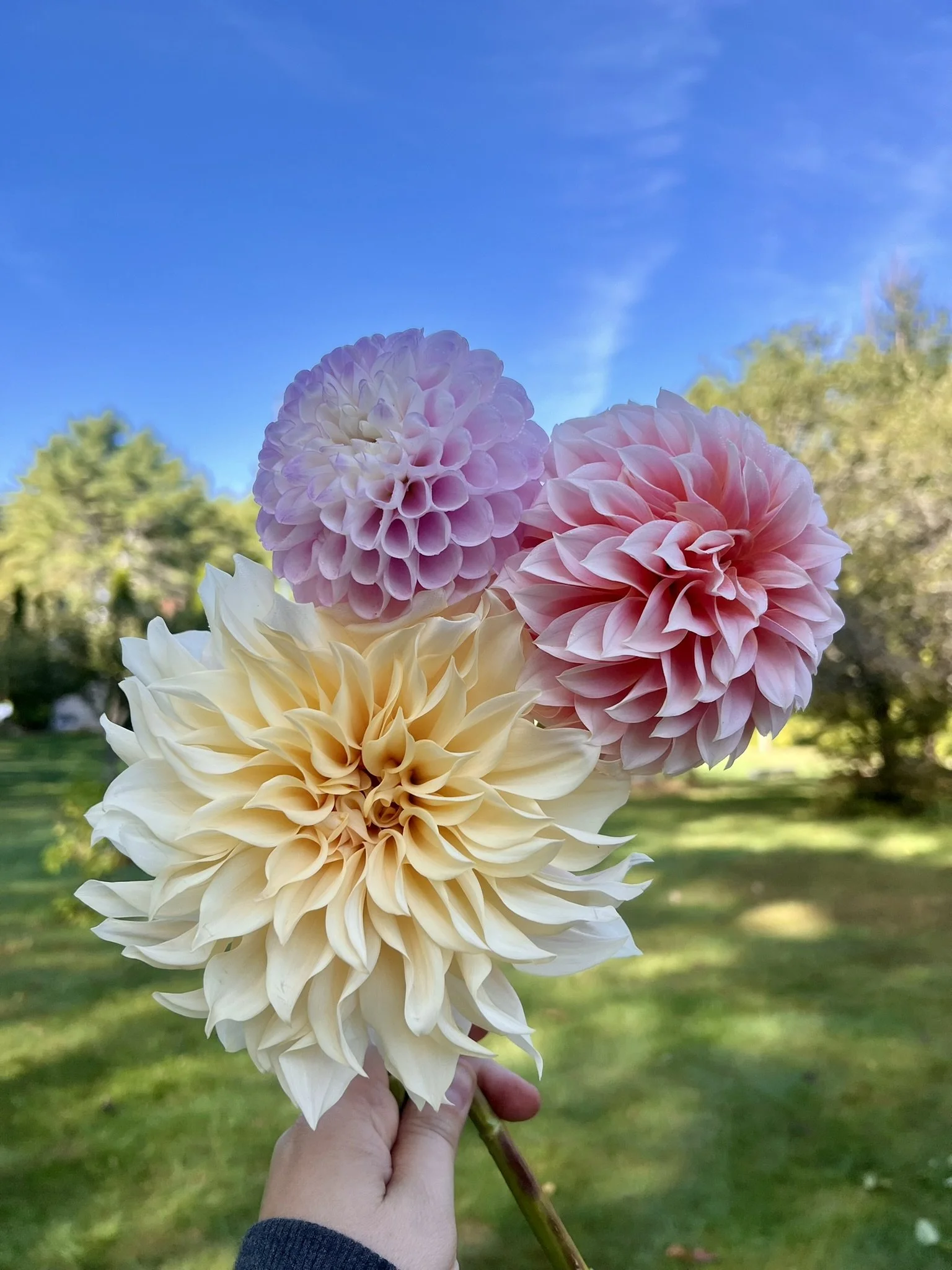 A hand holding a bouquet of large, colorful dahlias against a background of a green lawn and trees with a blue sky overhead.