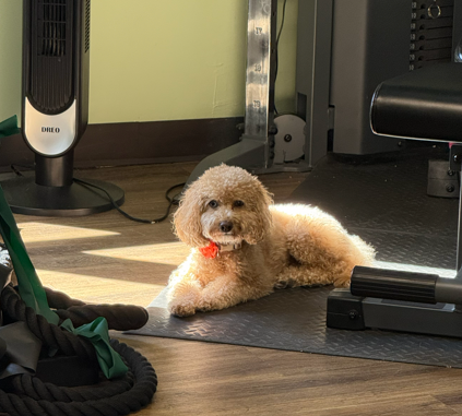 Ridgeview PT mascot, Ellie