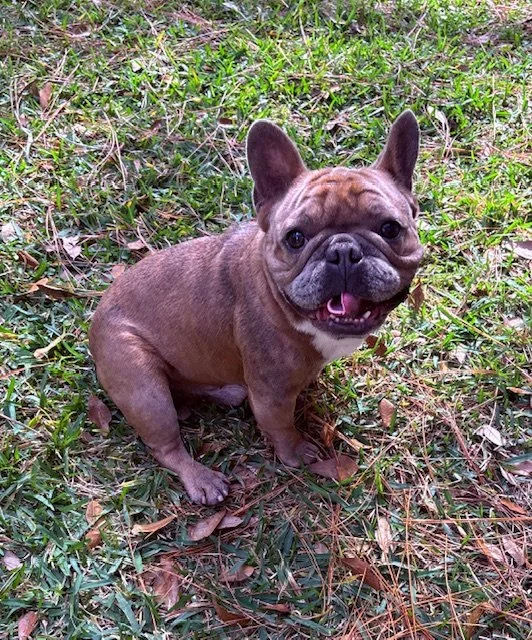 A cute French Bulldog puppy with a happy expression, sitting on grass with fallen leaves.