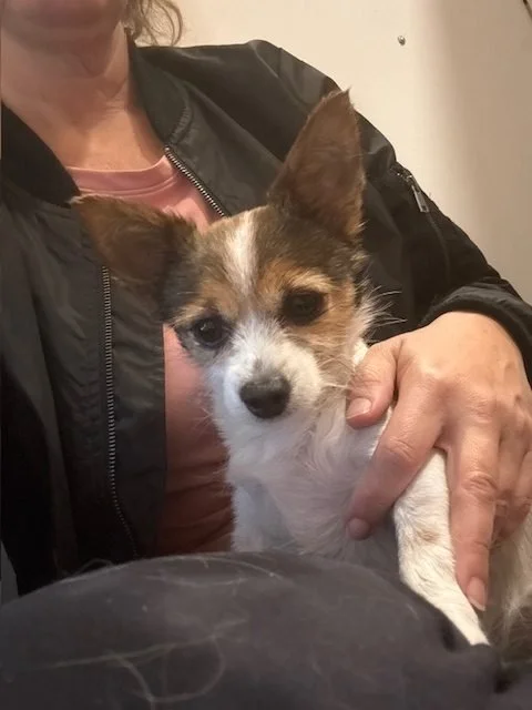 A person holding a small mixed-breed dog with white, brown, and black fur, large ears, and expressive eyes.