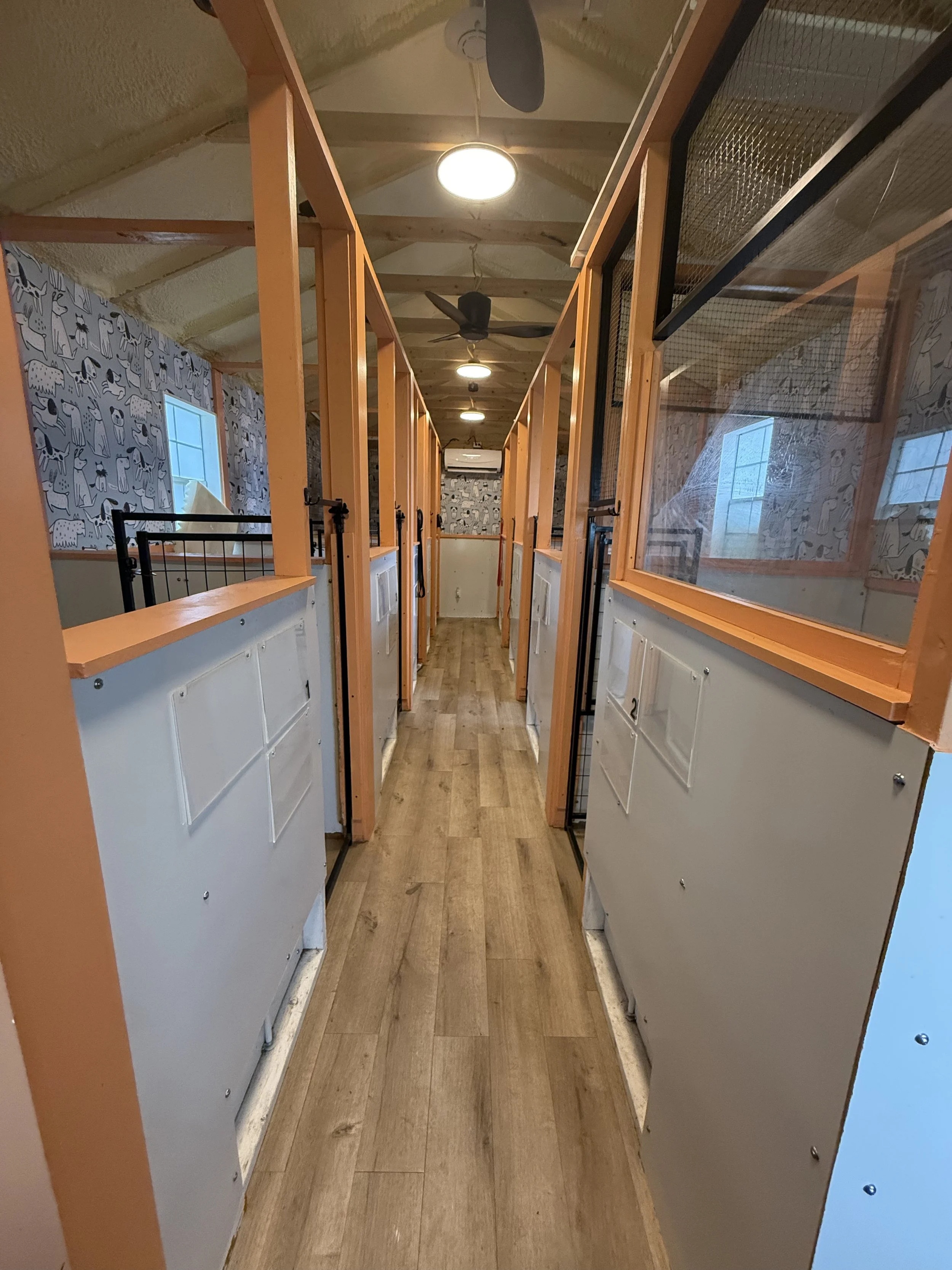 A hallway in a building with wooden flooring, partially enclosed cubicles with glass windows on the right, and wallpaper with animal illustrations on the left. The ceiling has wooden beams, ceiling fans, and lights on. Windows are on the left wall, and the hallway is lit with ceiling lights.