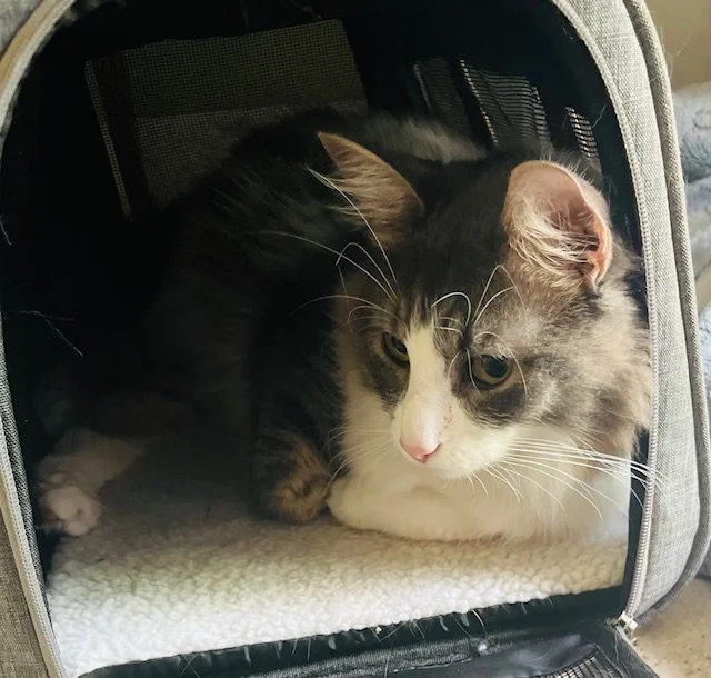 Gray and white cat relaxing inside a pet carrier with a blanket.