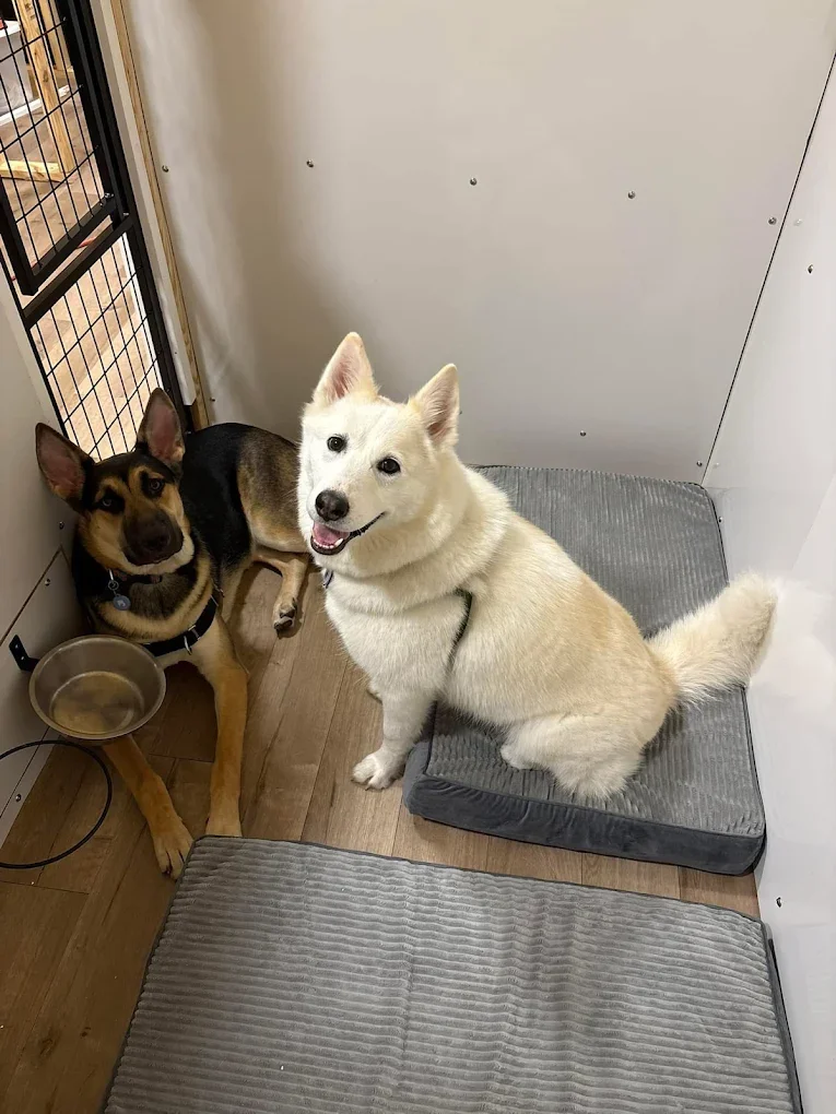 Two dogs sitting inside a small enclosed space, one with black and tan fur, one white, with a water bowl on the floor.