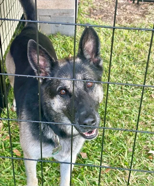 A black and gray dog with brown eyes and large ears standing behind a wire fence in an outdoor grassy area.