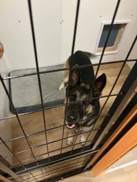 A dog with black and tan fur standing behind a metal gate, looking up with an open mouth inside a room with a wood floor and a small door in the wall.
