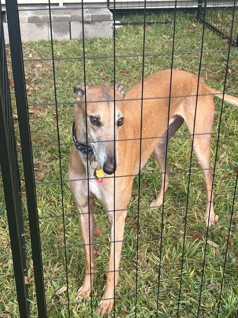 A tan greyhound dog with a black and white collar standing inside a wire fence enclosure on grass.