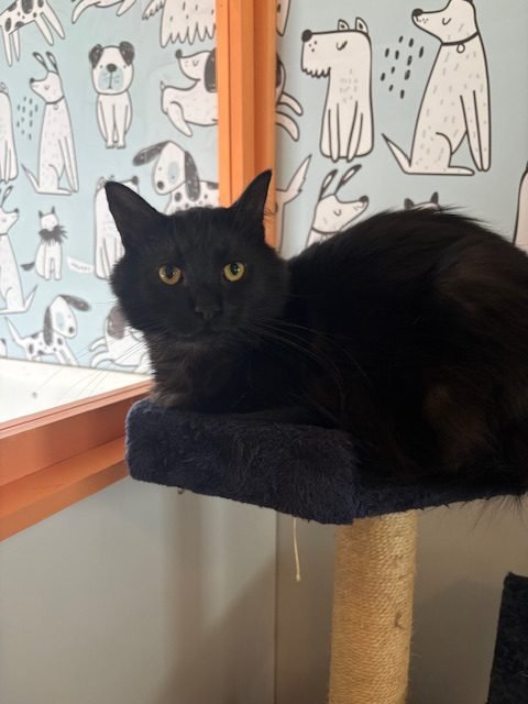 A black cat resting on a cat perch in front of a wallpaper with drawings of various dogs.