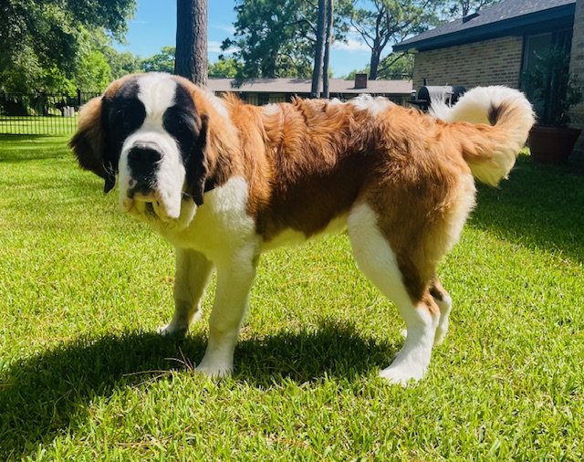 A large Saint Bernard dog standing on green grass in a backyard with trees and a house in the background.
