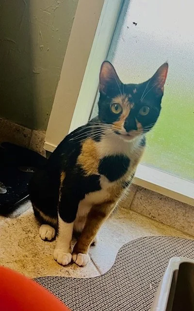 Calico cat sitting on tiled floor near window with green scenery outside.