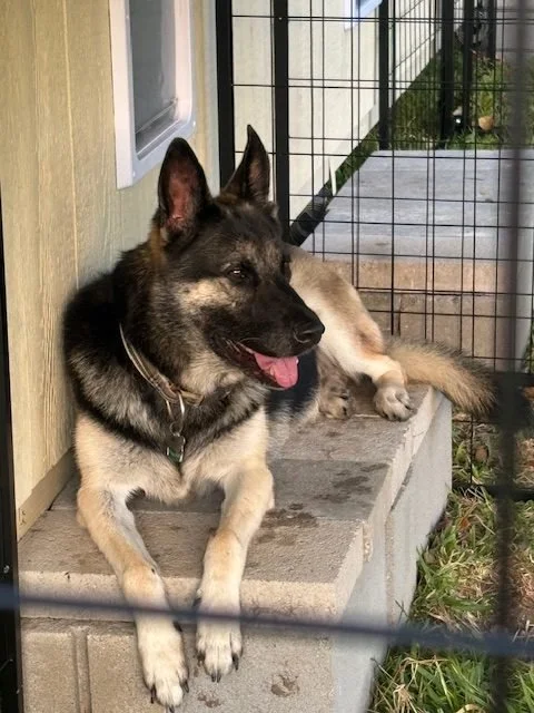 A dog lying on a concrete step next to a metal fence, with its tongue out and ears perked up.