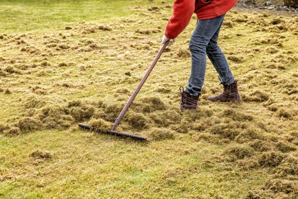 lawn thatching.jpg