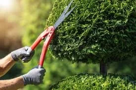 shrub trimming.jpg