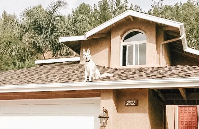 The Dog Might Just Be Houdini