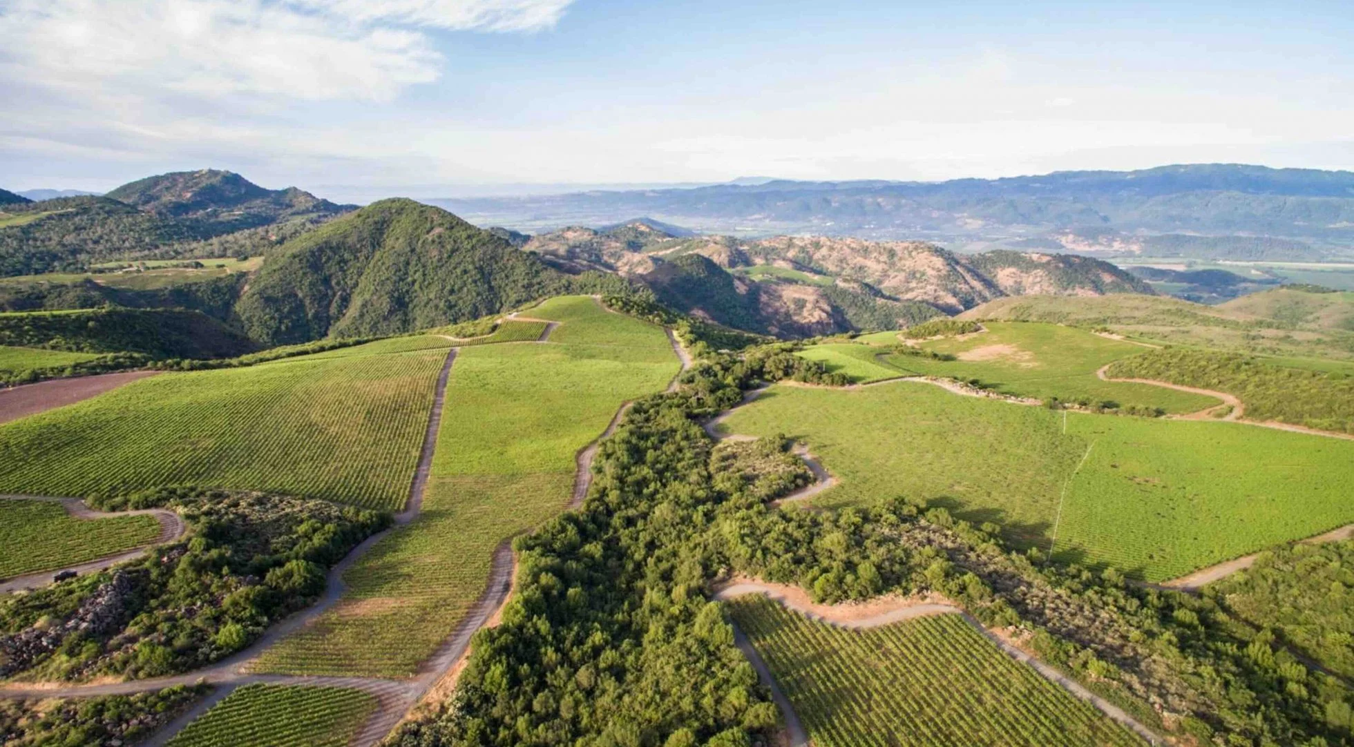 view of green vineyards and mountains from above