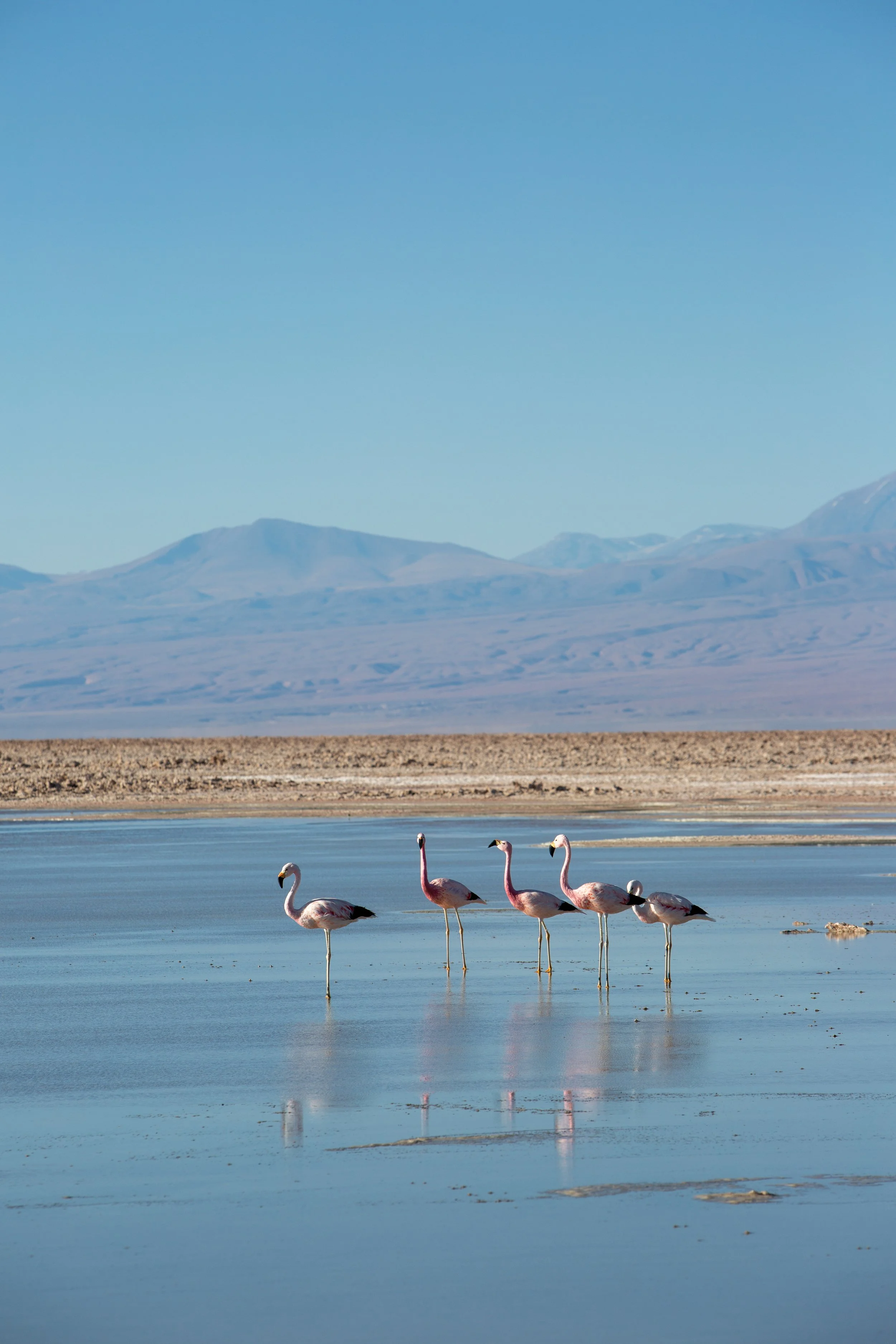 Chile Atacama-20220925--165.jpg