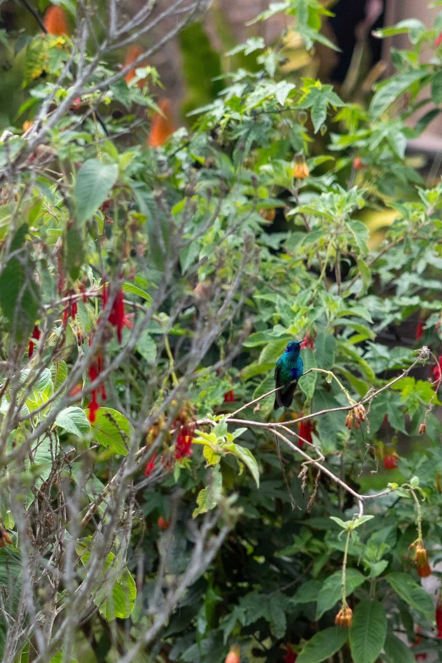 Peru 20240120--3.jpg