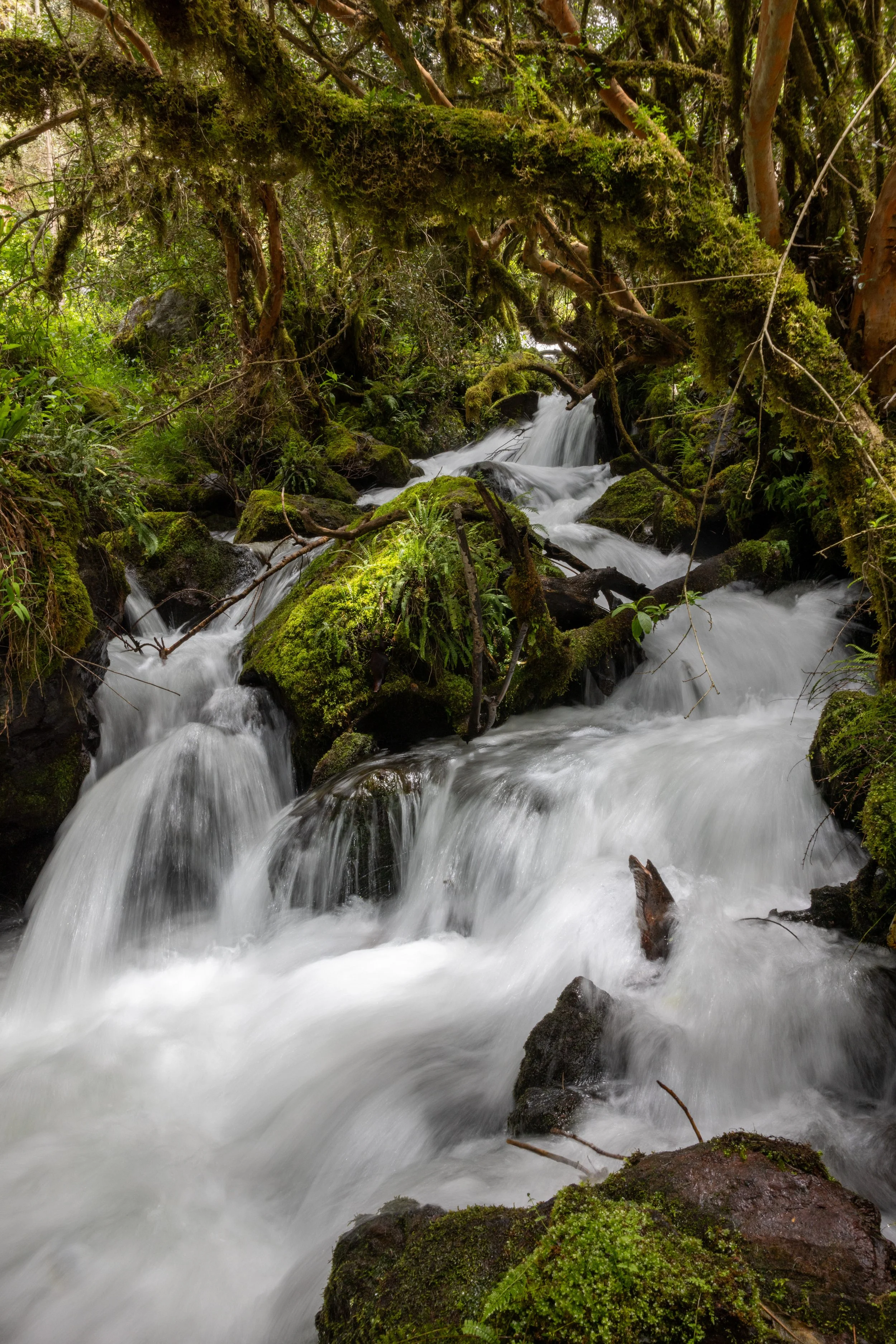 Peru 20240120--38.jpg