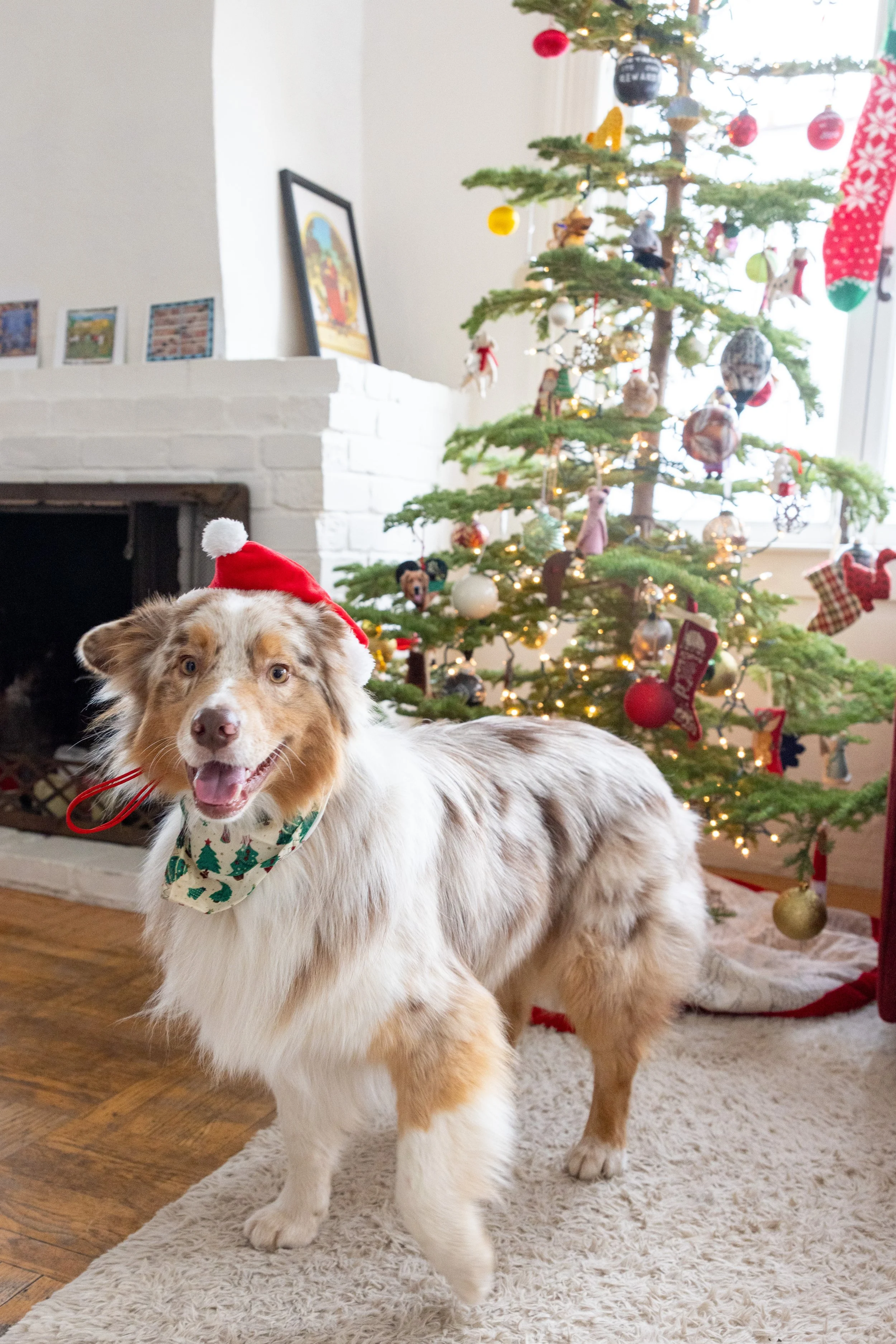 Oliver Francis20231226--40.jpg