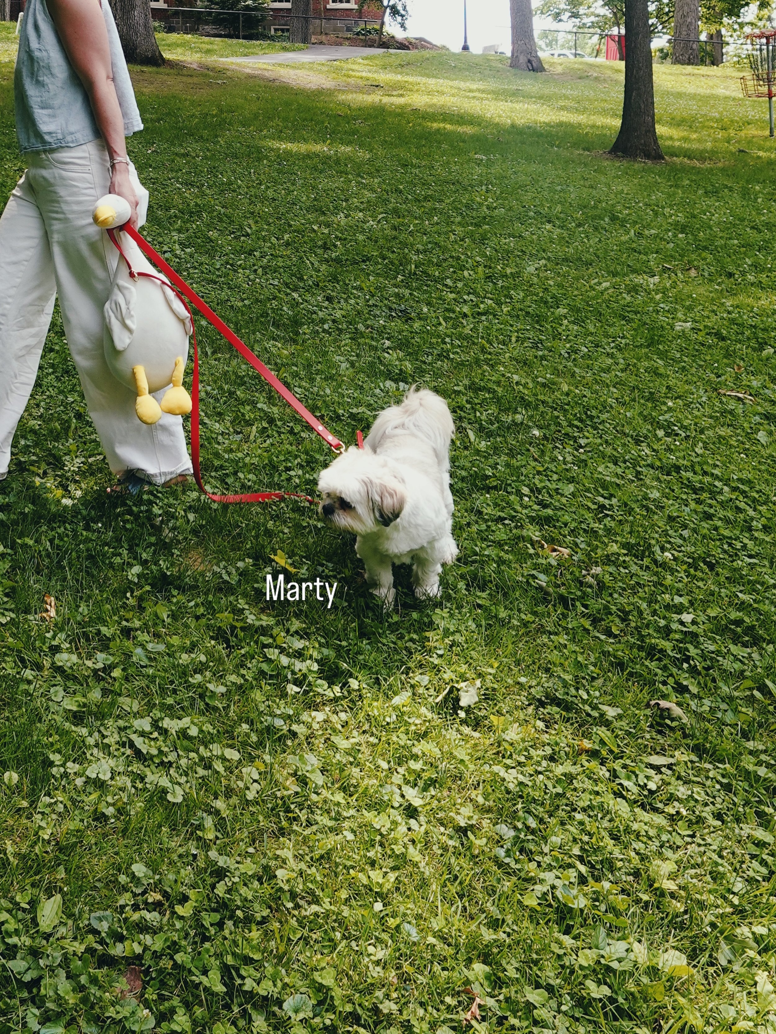 Marty&rsquo;s not goosin&rsquo; around&hellip; she&rsquo;s officially on duty for the next Paws on Market Monthly Dog Walking Club!! 

Join us July 11th at 6 p.m. at 100 Market Street in Lewisburg as we gather for our next community walk hosted by Pa