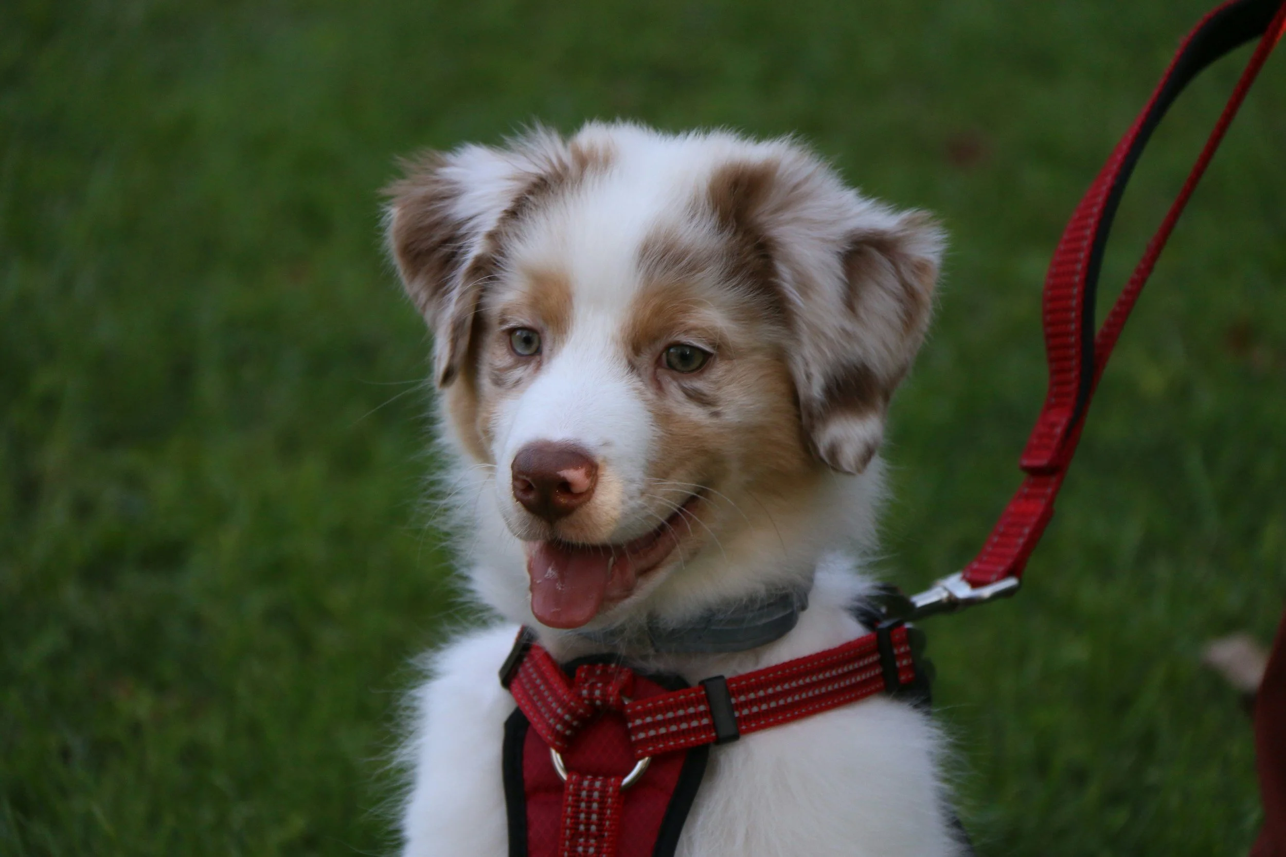 Collars, Leashes & Harnasses