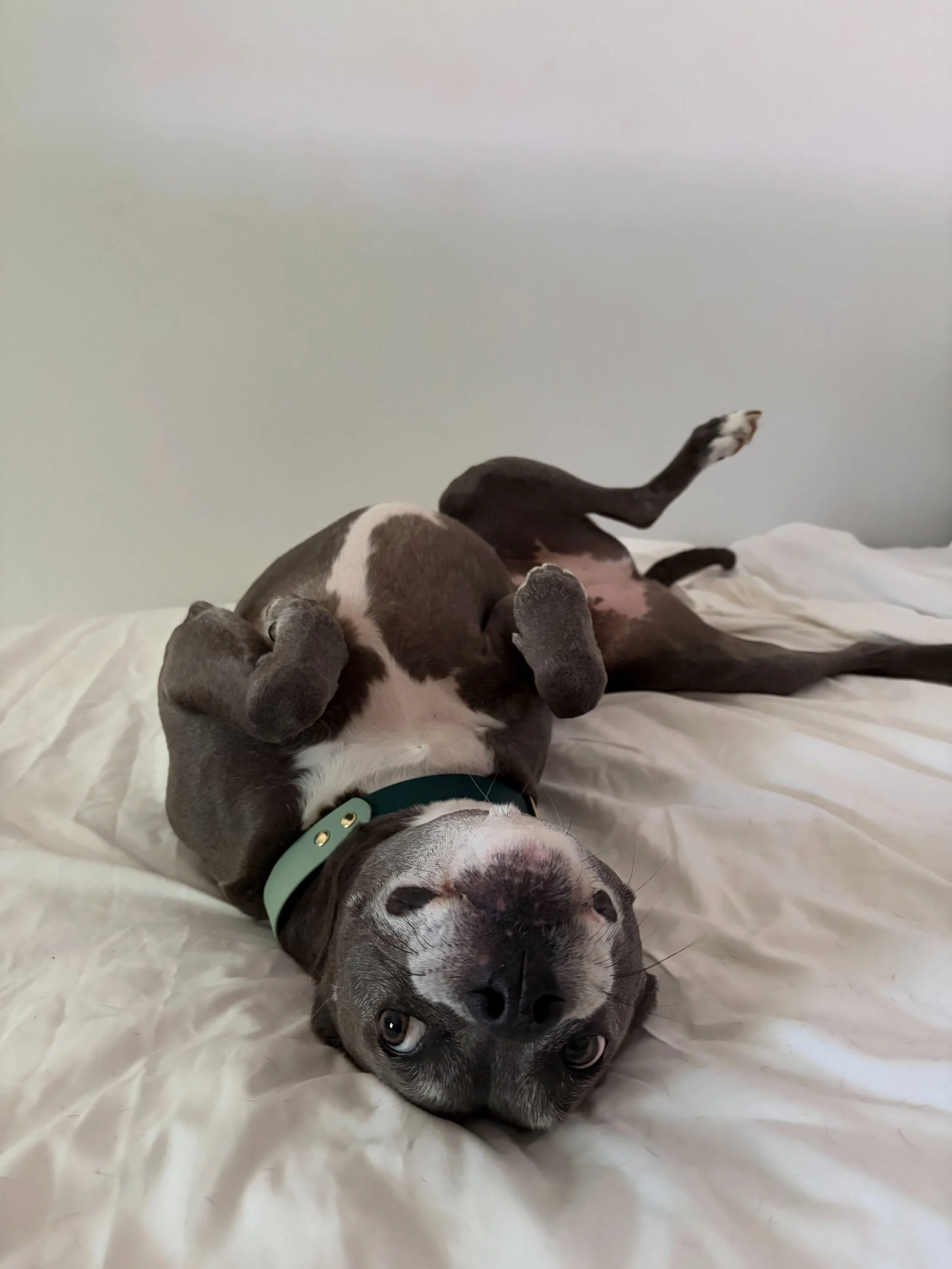 Indigo would like everyone to know that she has VERY important plans this Thursday.
Paws Walk Club is happening September 10th at 6:30 PM, and naturally, Indigo will be there looking cute, causing a little chaos, and making sure everyone stays on sch