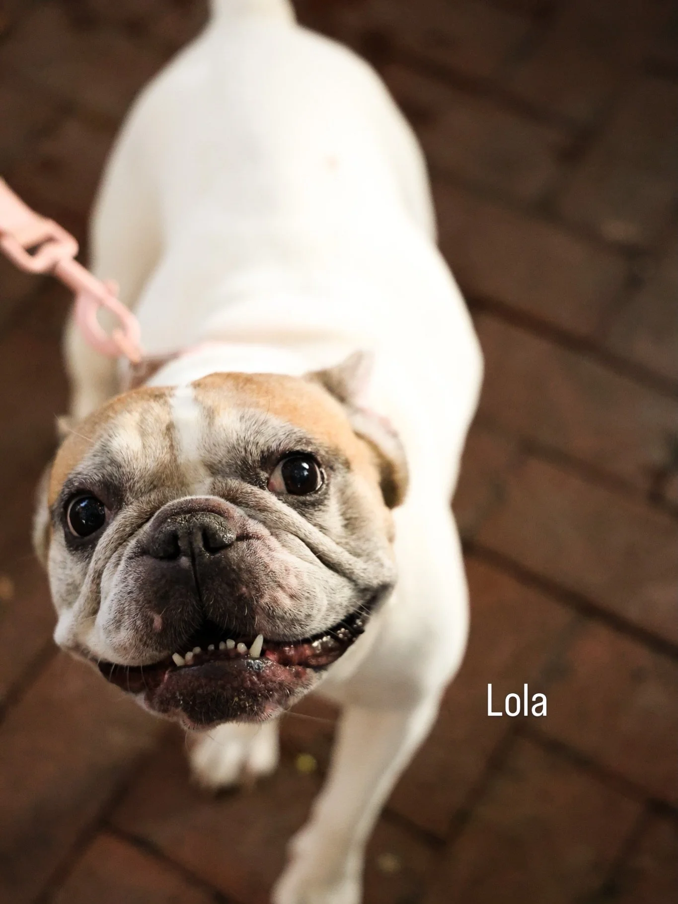🐕 New week, new pups! A warm welcome to everyone who&rsquo;s recently joined our dog walking club. We can&rsquo;t wait to see you out on the street of the burg!!!