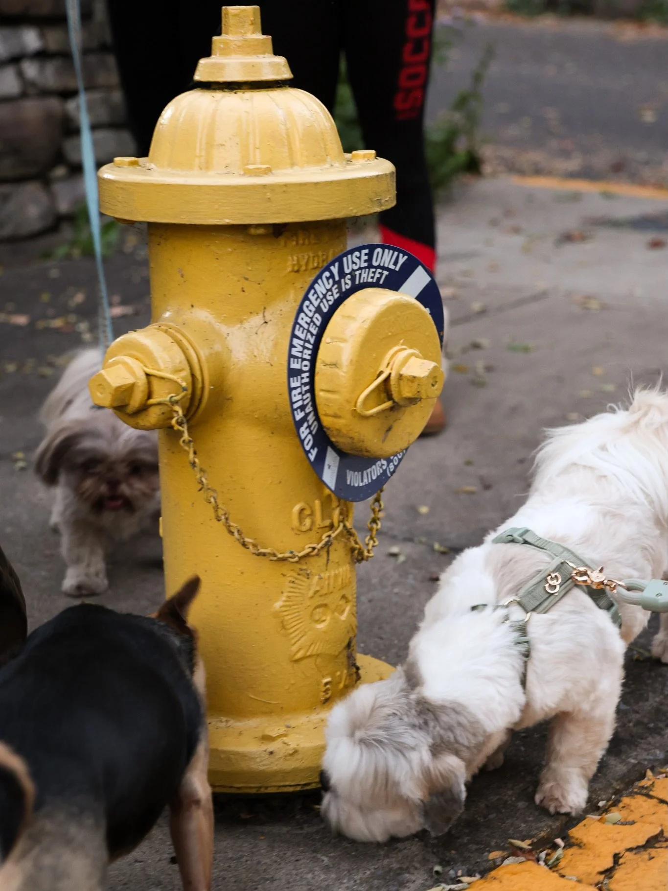 Don&rsquo;t keep your dog out of the group chat! 💬🐾
They&rsquo;ve been sniffing out the messages at the hydrant for years&hellip;

Now they can finally meet the dog behind the scent. 🐶
Thursday, October 22nd at 6:00 p.m. 20 N Water St, Lewisburg.
