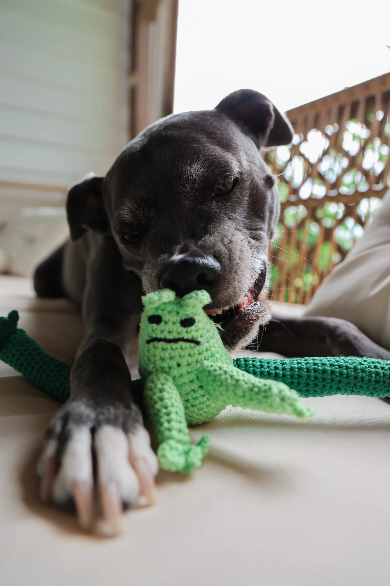 Frog Toy