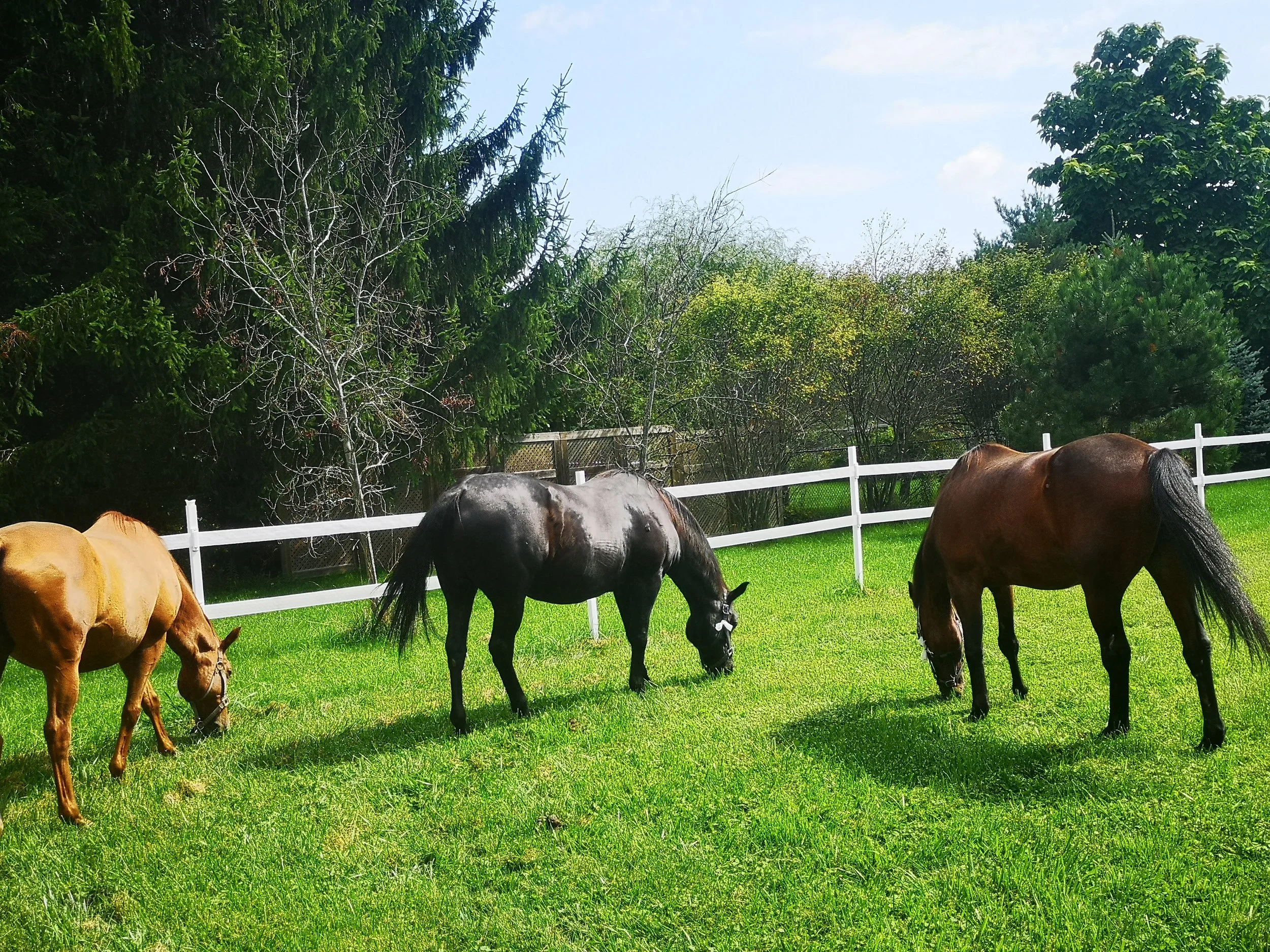 Hopi, CC and Zorro