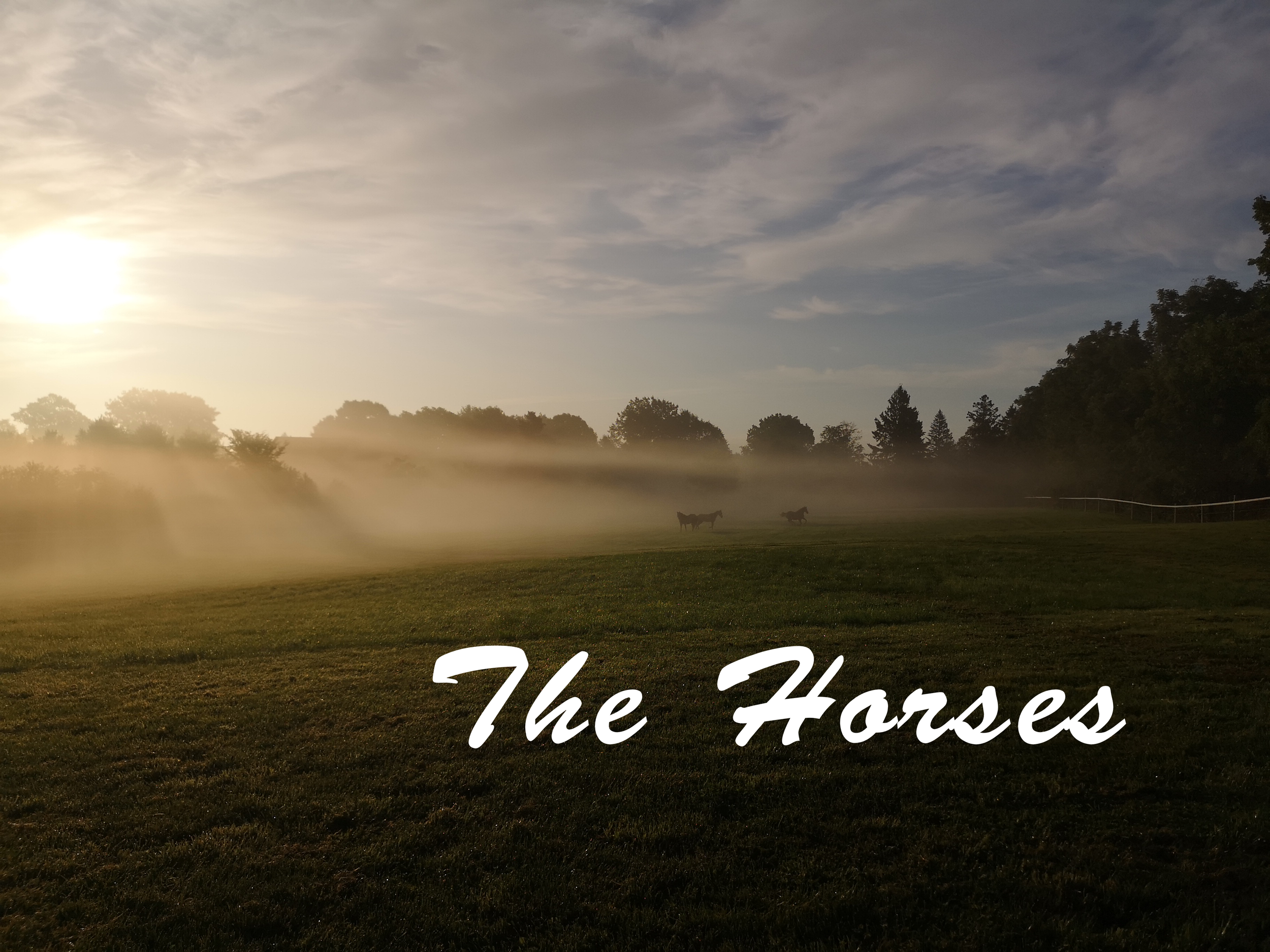 THE HORSES