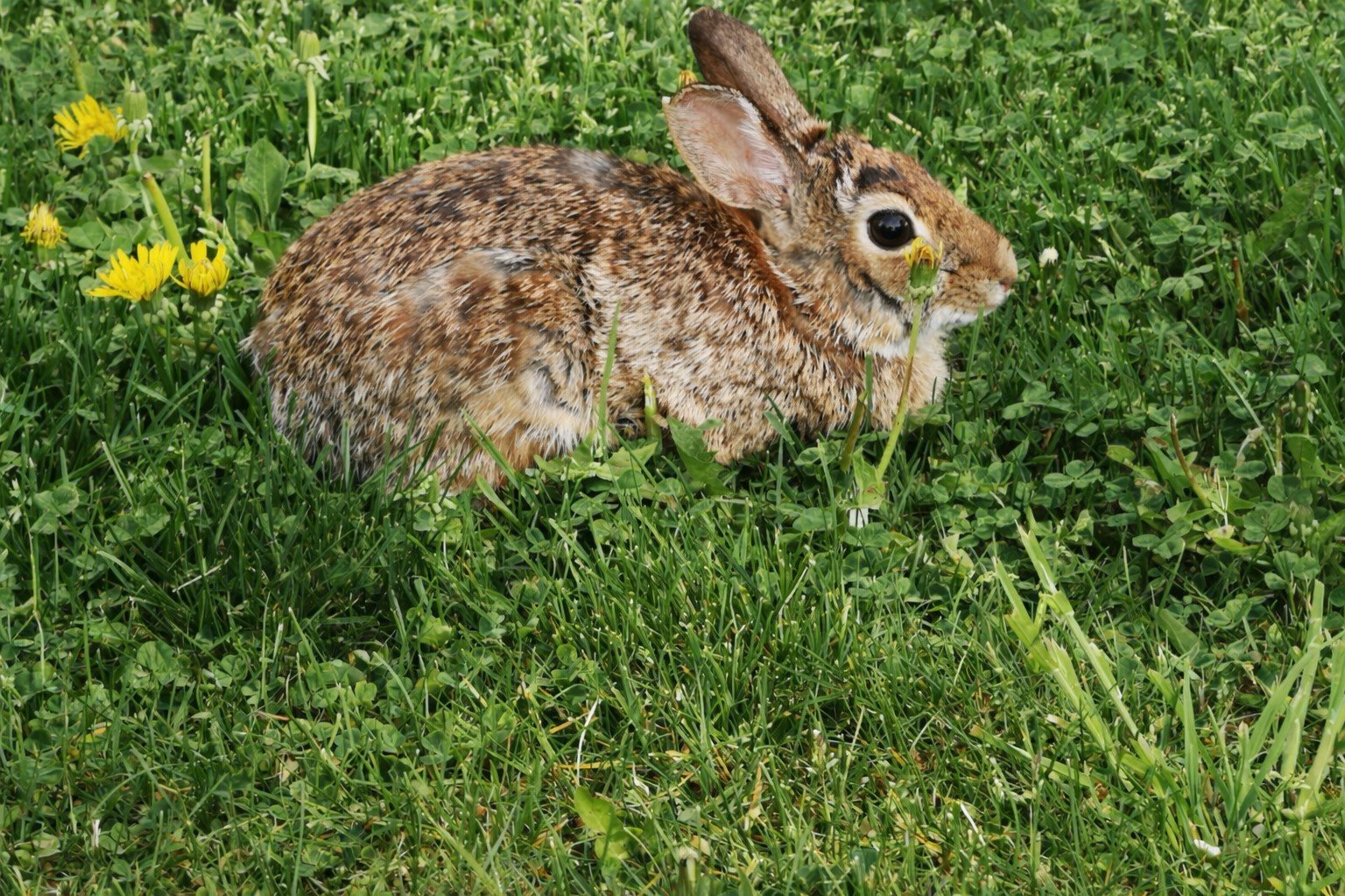 Not-so-wild wildlife