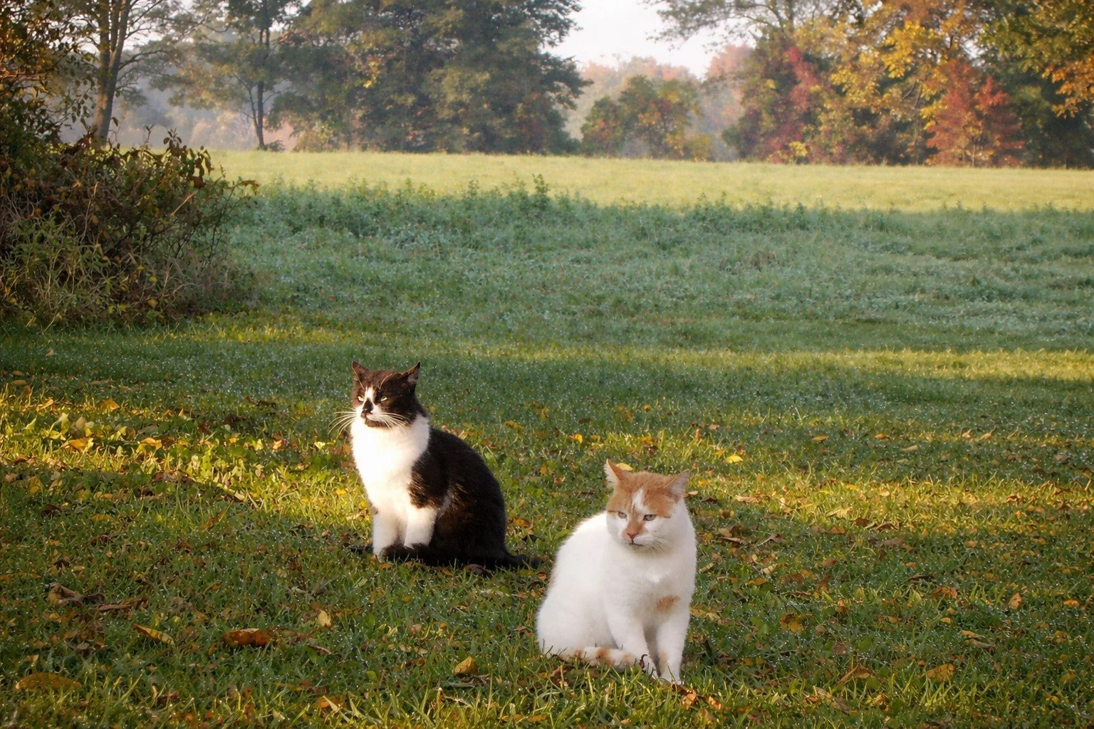 Barney and friend