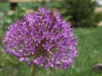 Allium blooming