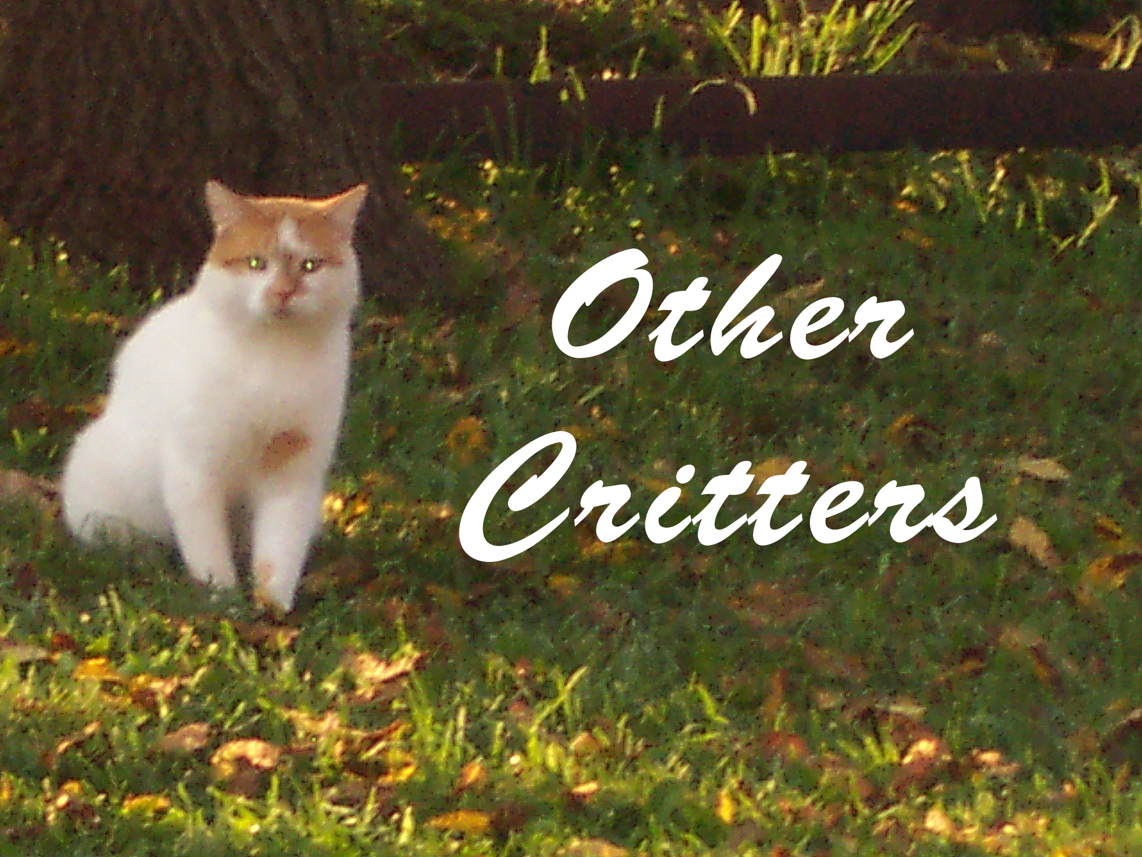 OTHER CRITTERS